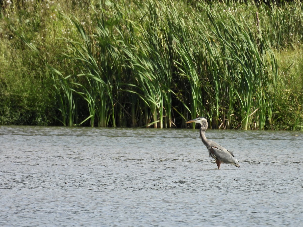 オオアオサギ - ML642456274