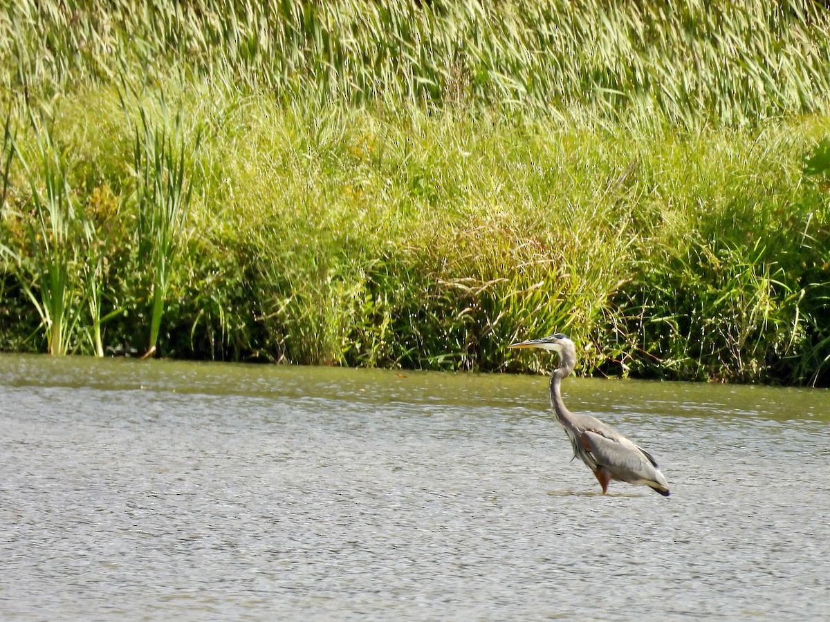 オオアオサギ - ML642456275