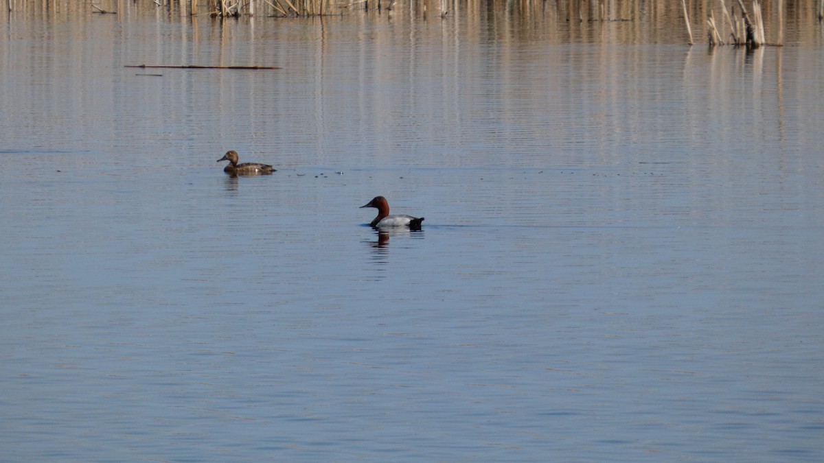Canvasback - ML642456288