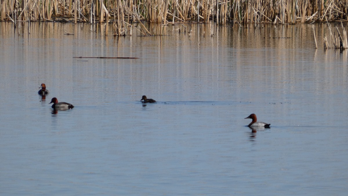 Canvasback - ML642456289