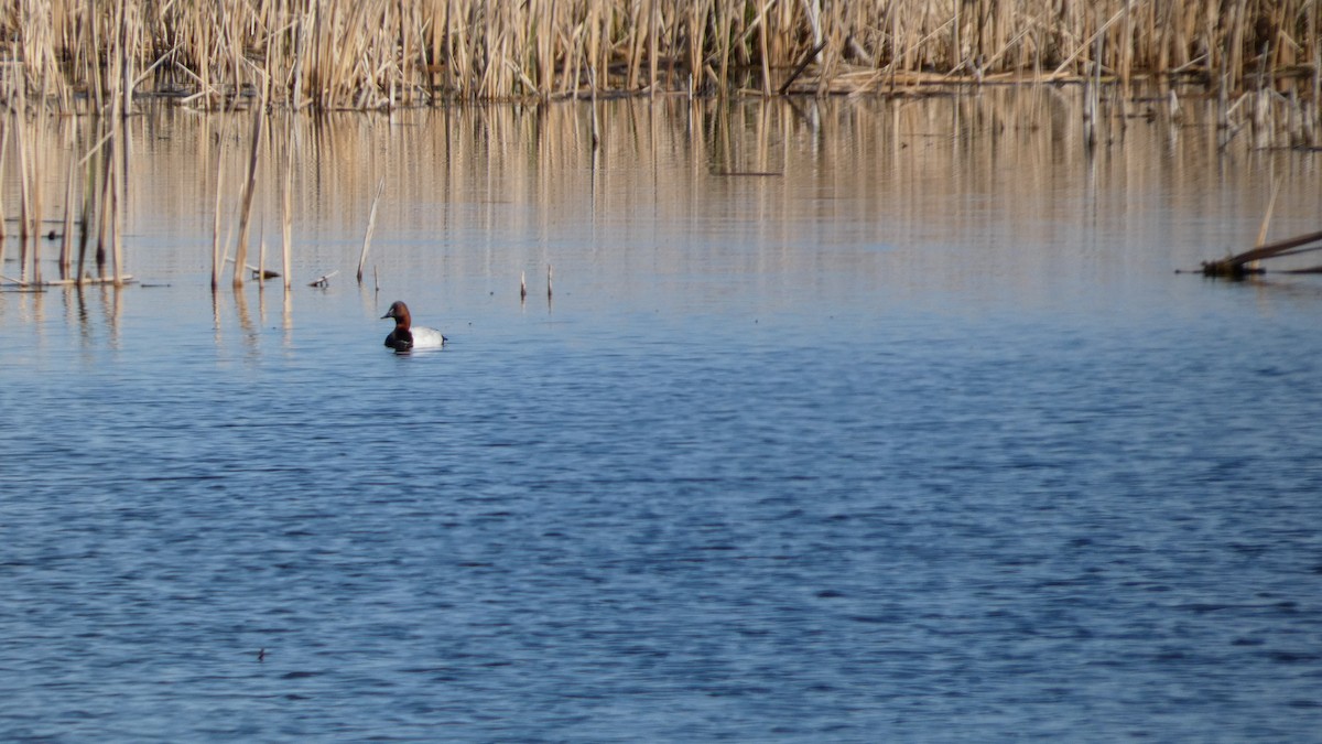 Canvasback - ML642456291