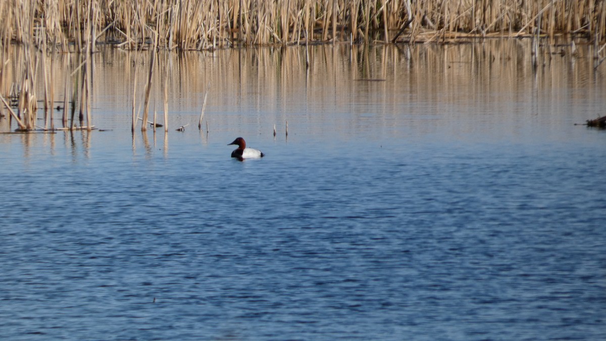 Canvasback - ML642456292