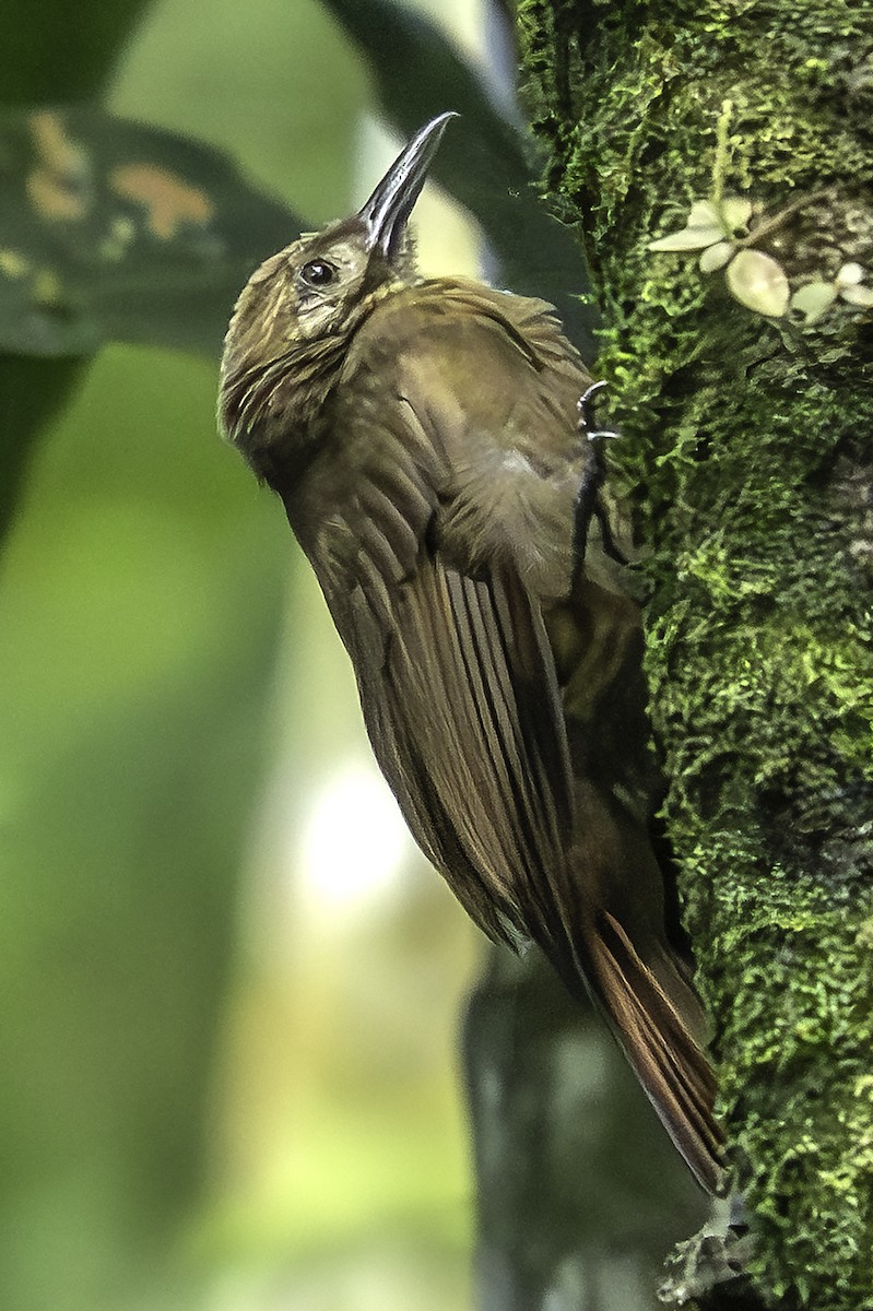 Plain-brown Woodcreeper - ML642456293