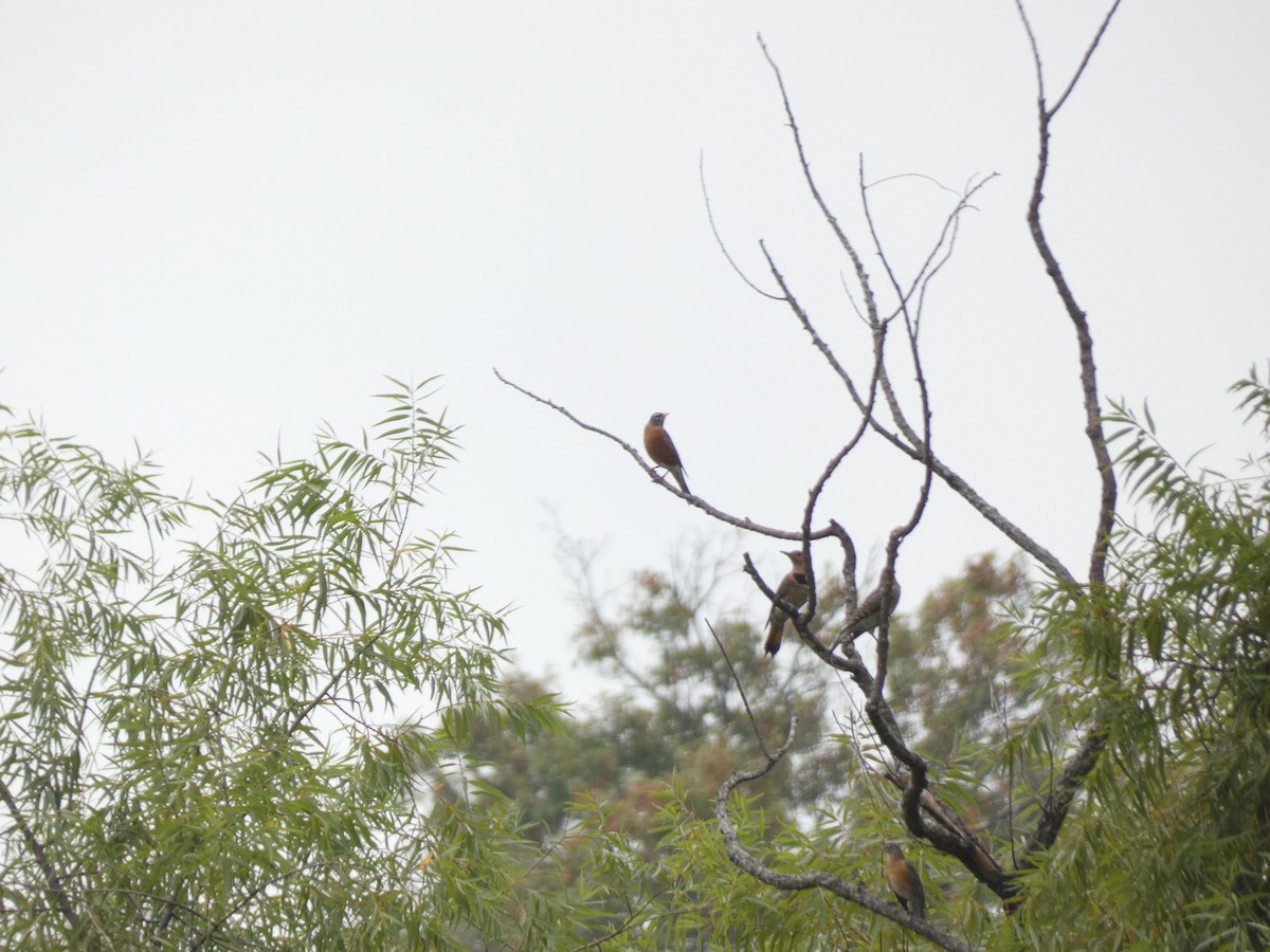 American Robin - ML642456295