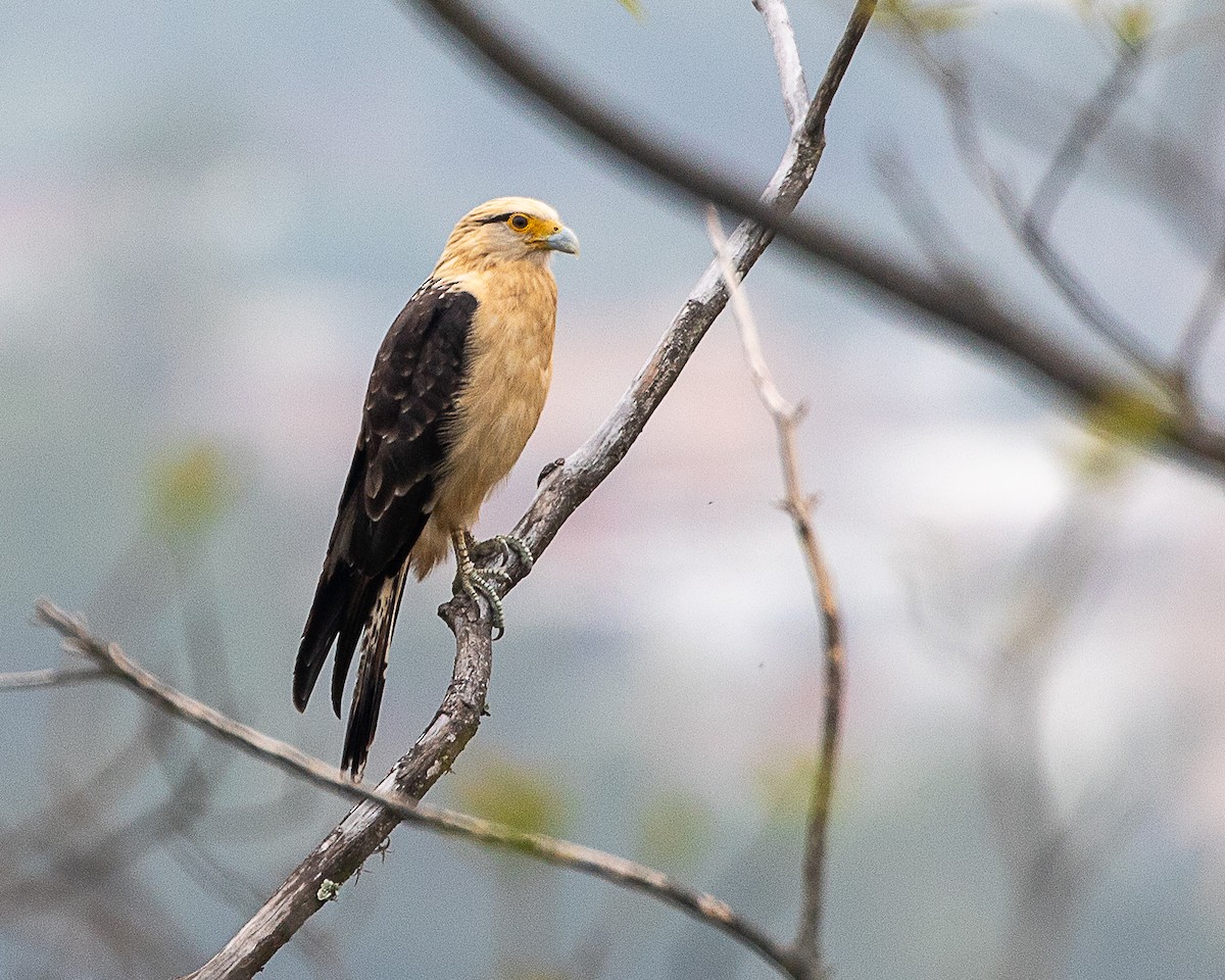 Caracara Chimachima - ML642456299
