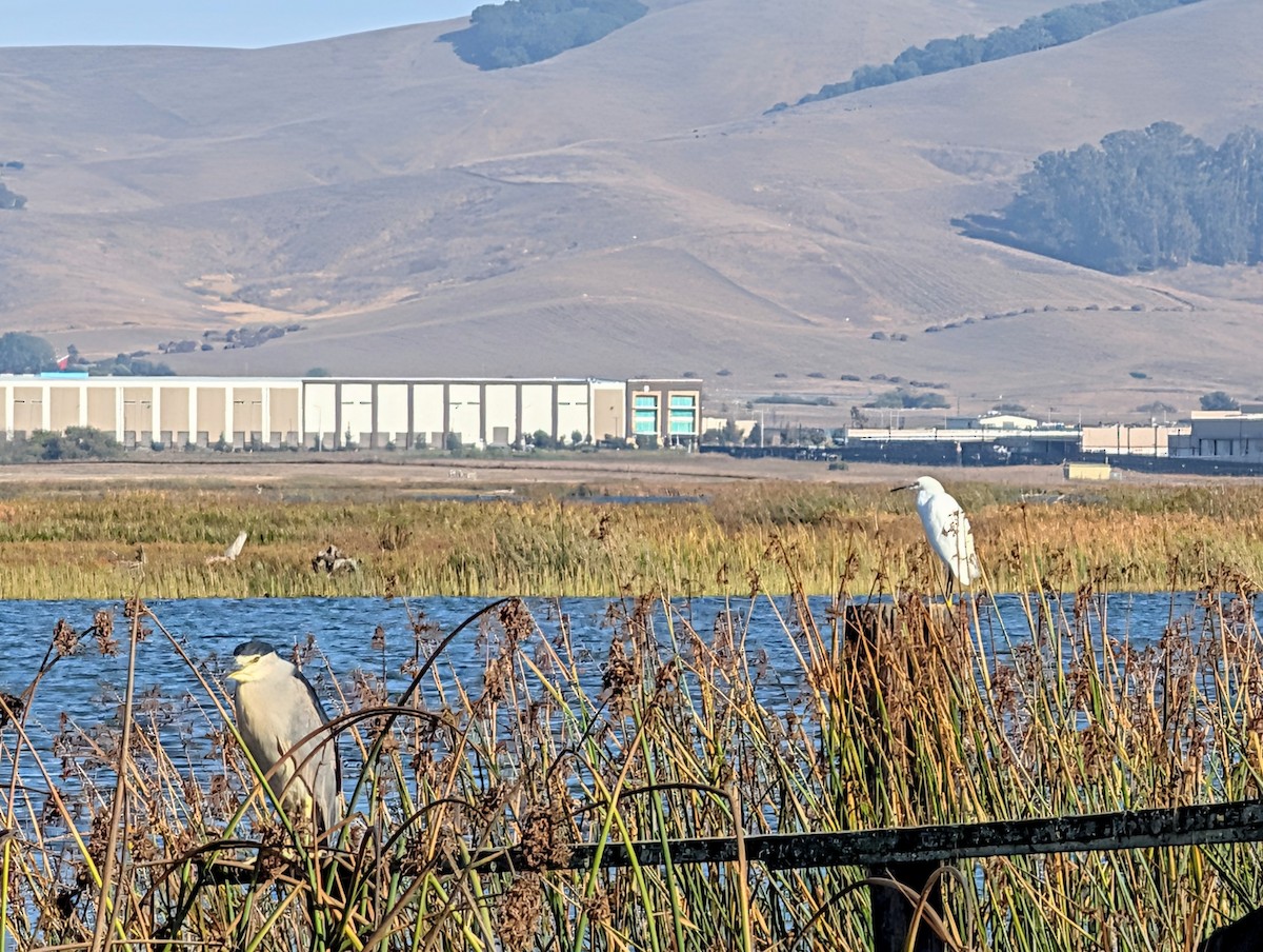 Black-crowned Night Heron - ML642456302