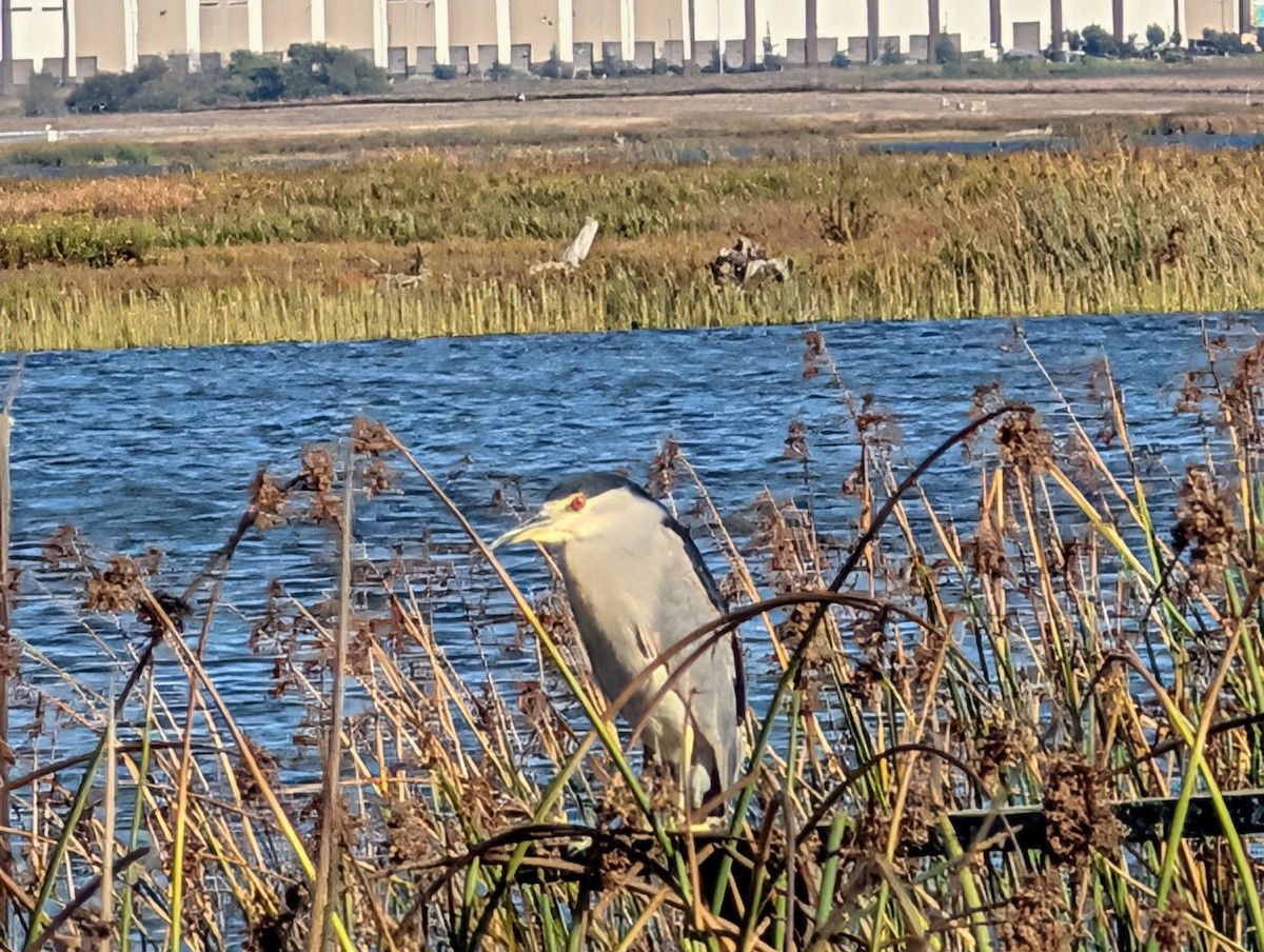 Black-crowned Night Heron - ML642456308