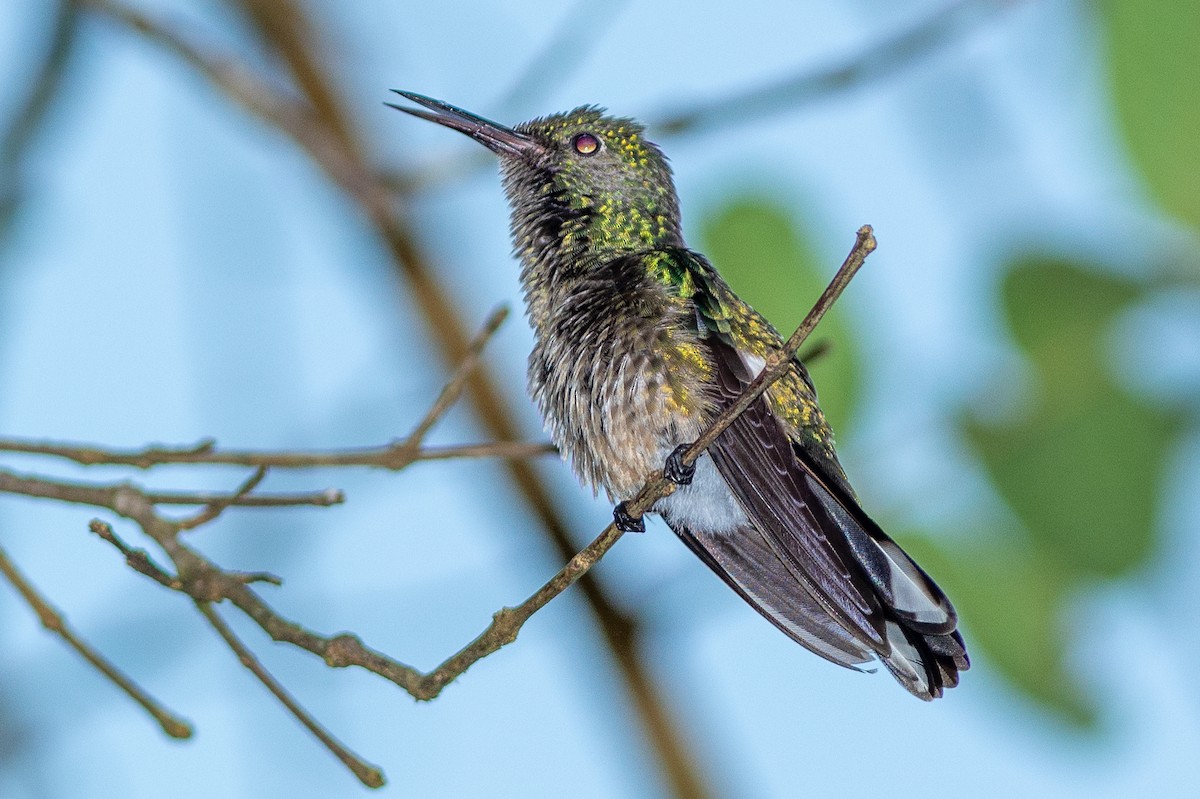 Colibri de Cuvier - ML642456310