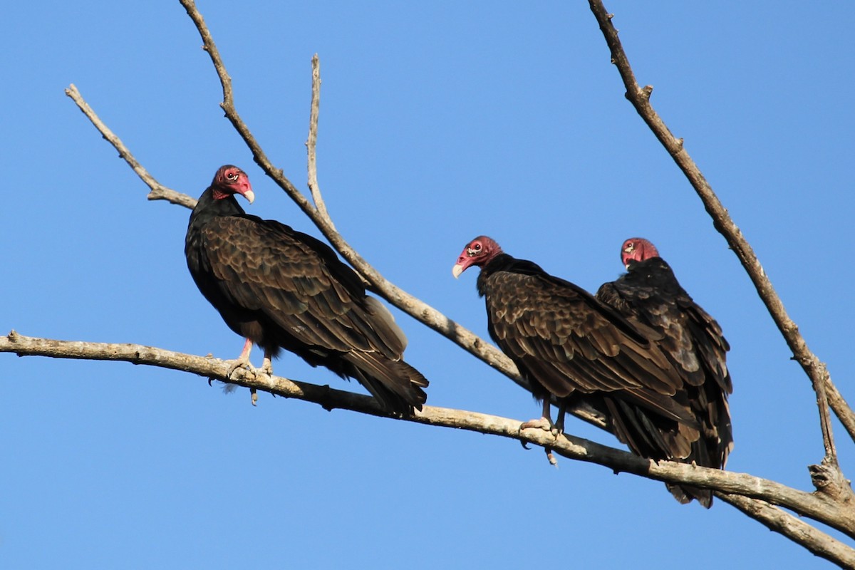 Turkey Vulture - ML642456311