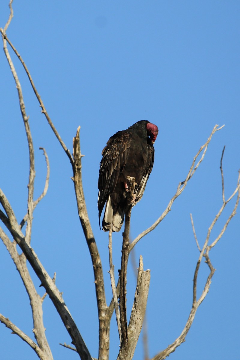 Turkey Vulture - ML642456312