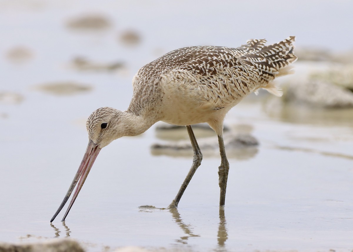 Marbled Godwit - ML642456314