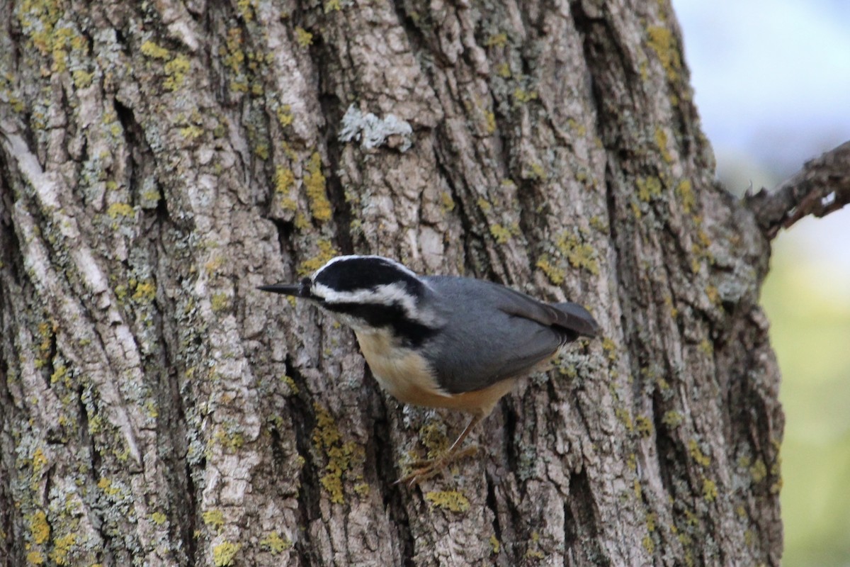 Red-breasted Nuthatch - ML642456332