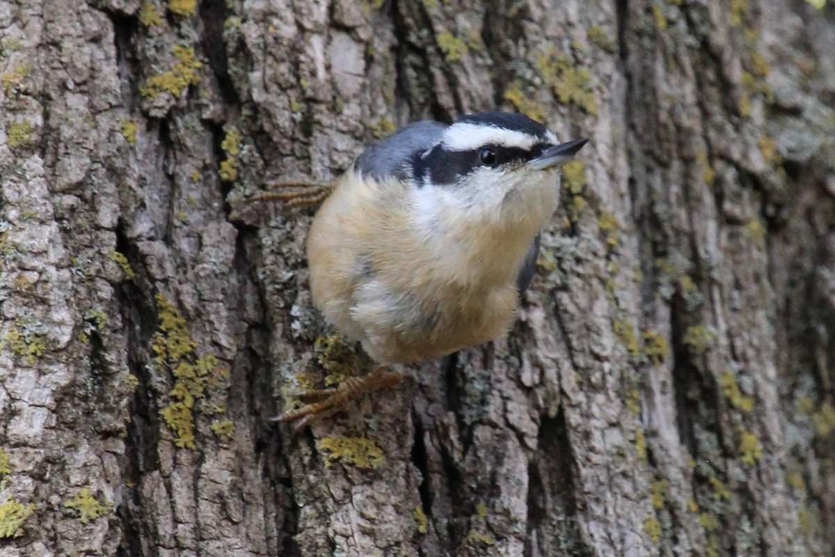 Red-breasted Nuthatch - ML642456333