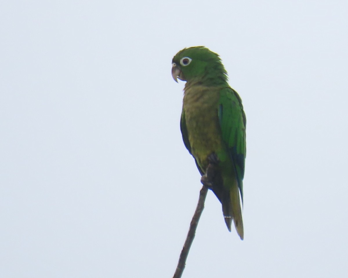 ジャマイカインコ - ML642456345