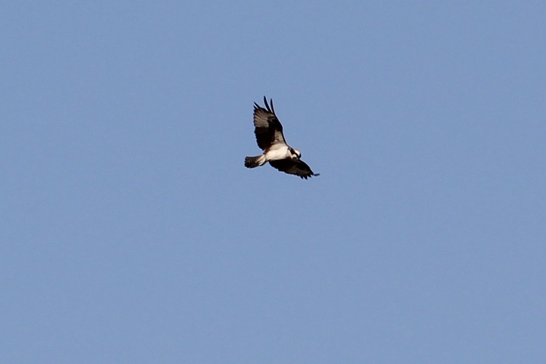 Águila Pescadora - ML642456346