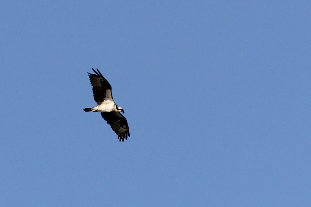 Águila Pescadora - ML642456347