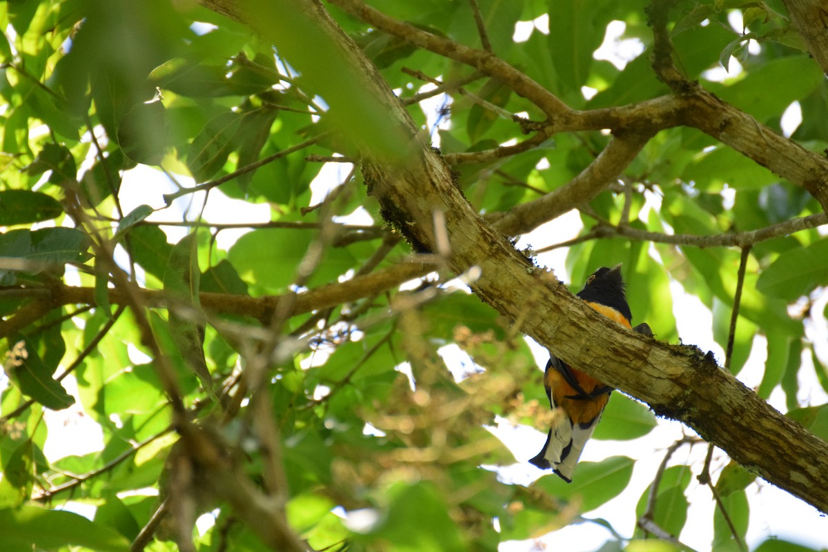 Surucua Trogon - ML642456351