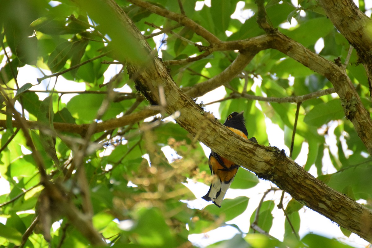 Surucua Trogon - ML642456352