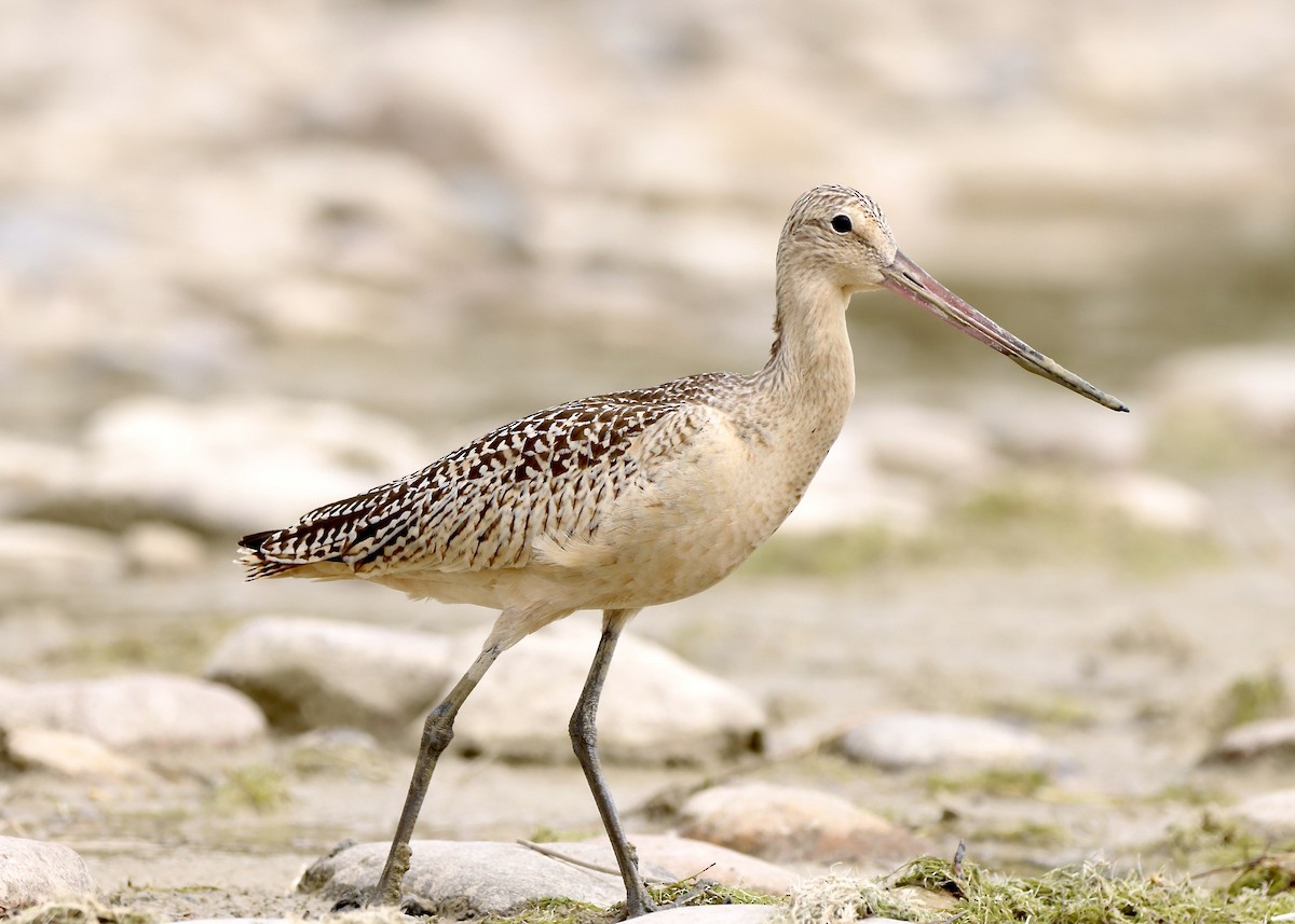 Marbled Godwit - ML642456355