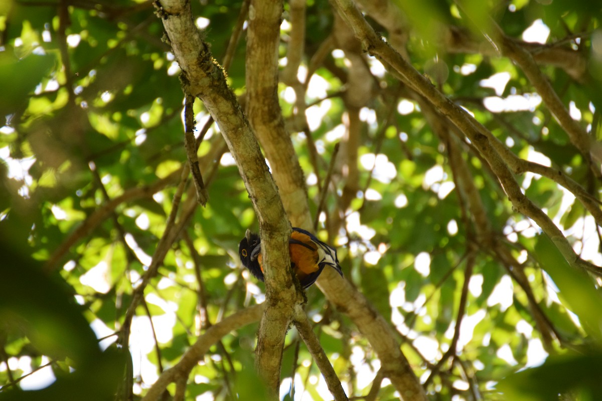 Surucua Trogon - ML642456360