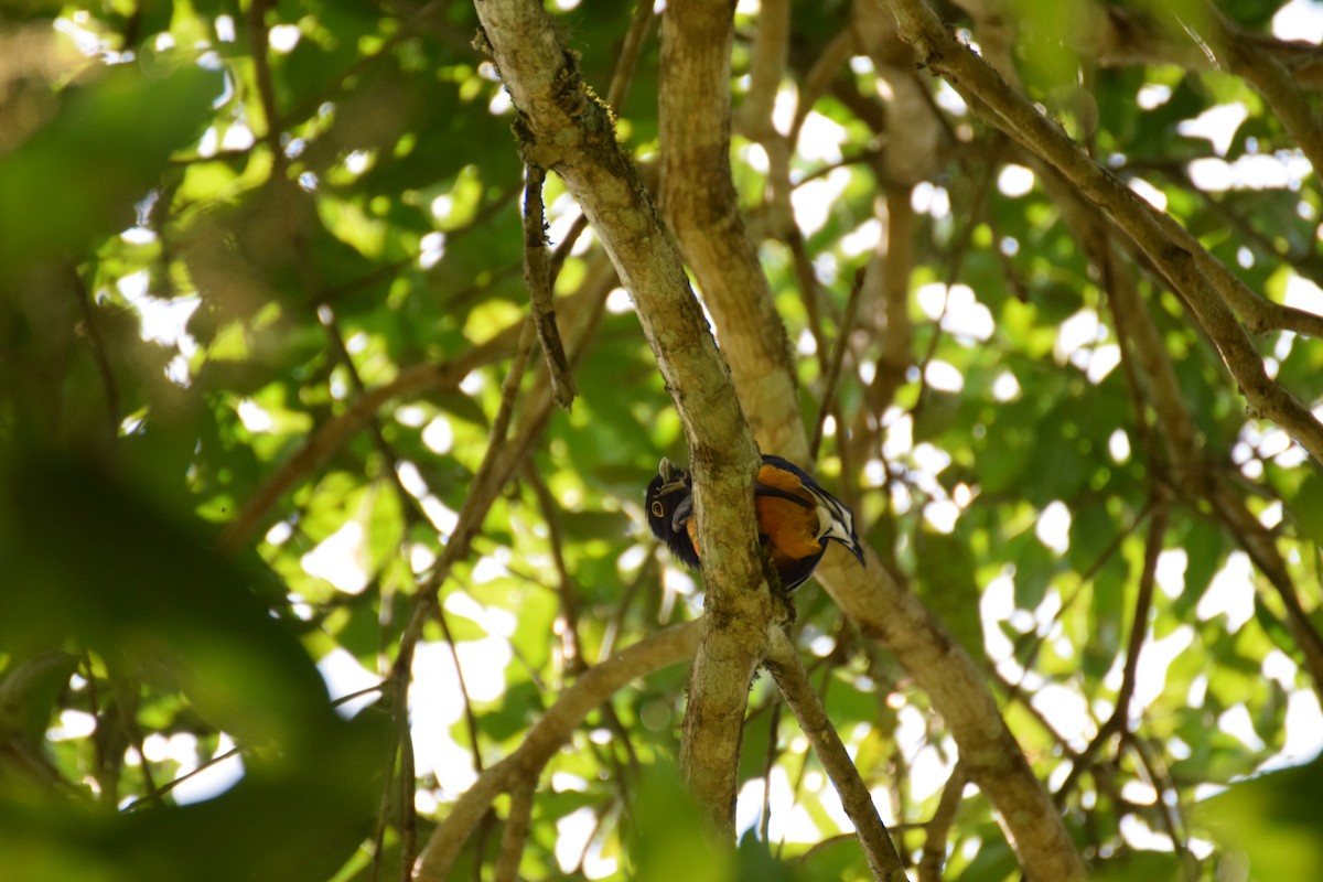 Surucua Trogon - ML642456361