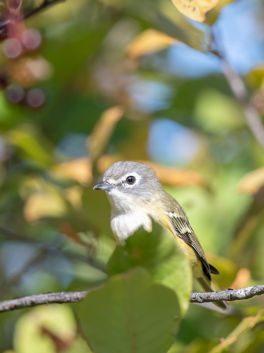 Blue-headed Vireo - ML642456362