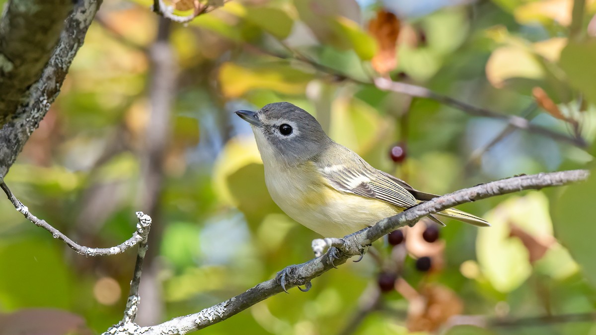 Blue-headed Vireo - ML642456363
