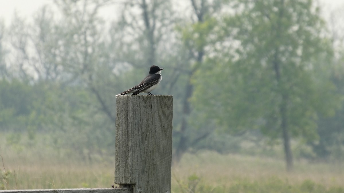 Eastern Kingbird - ML642456374