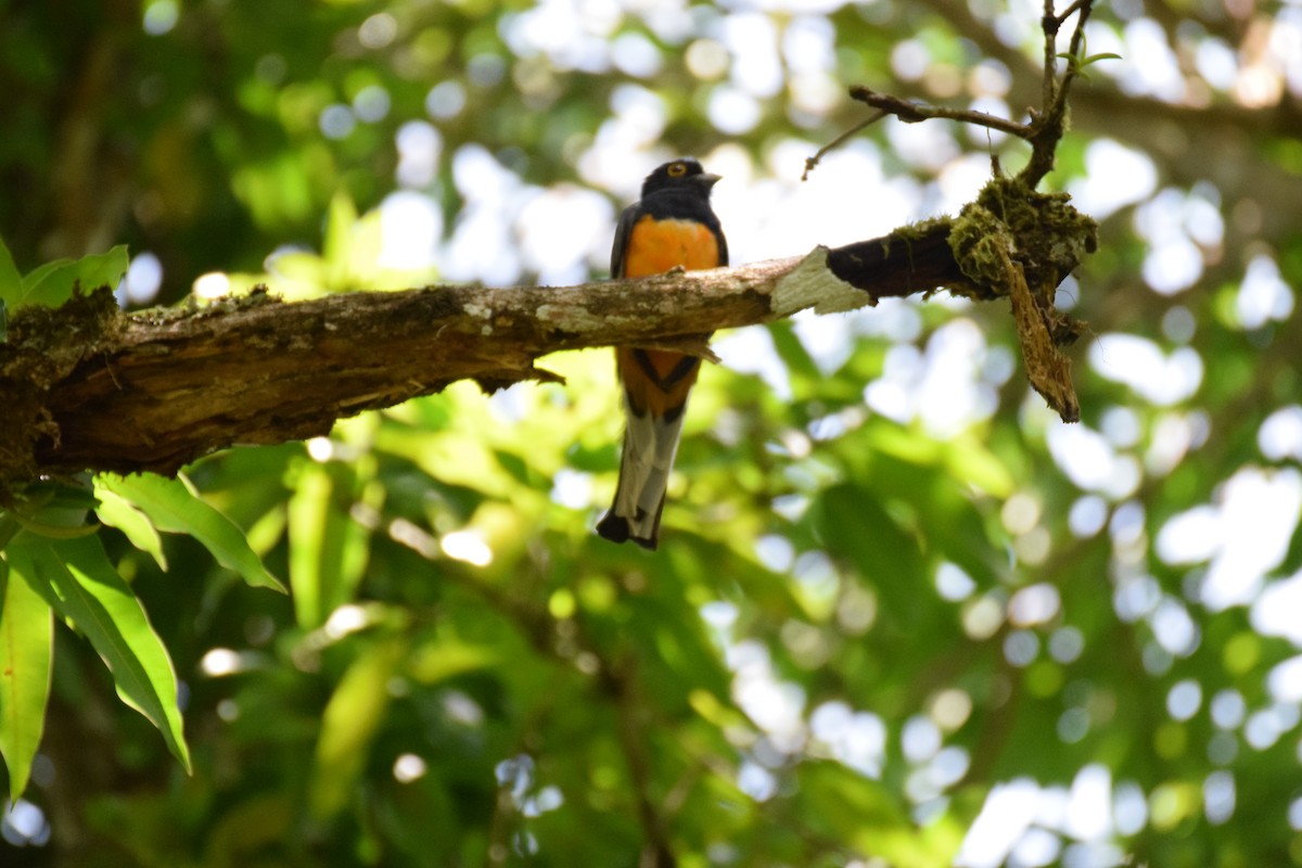 Surucua Trogon - ML642456376