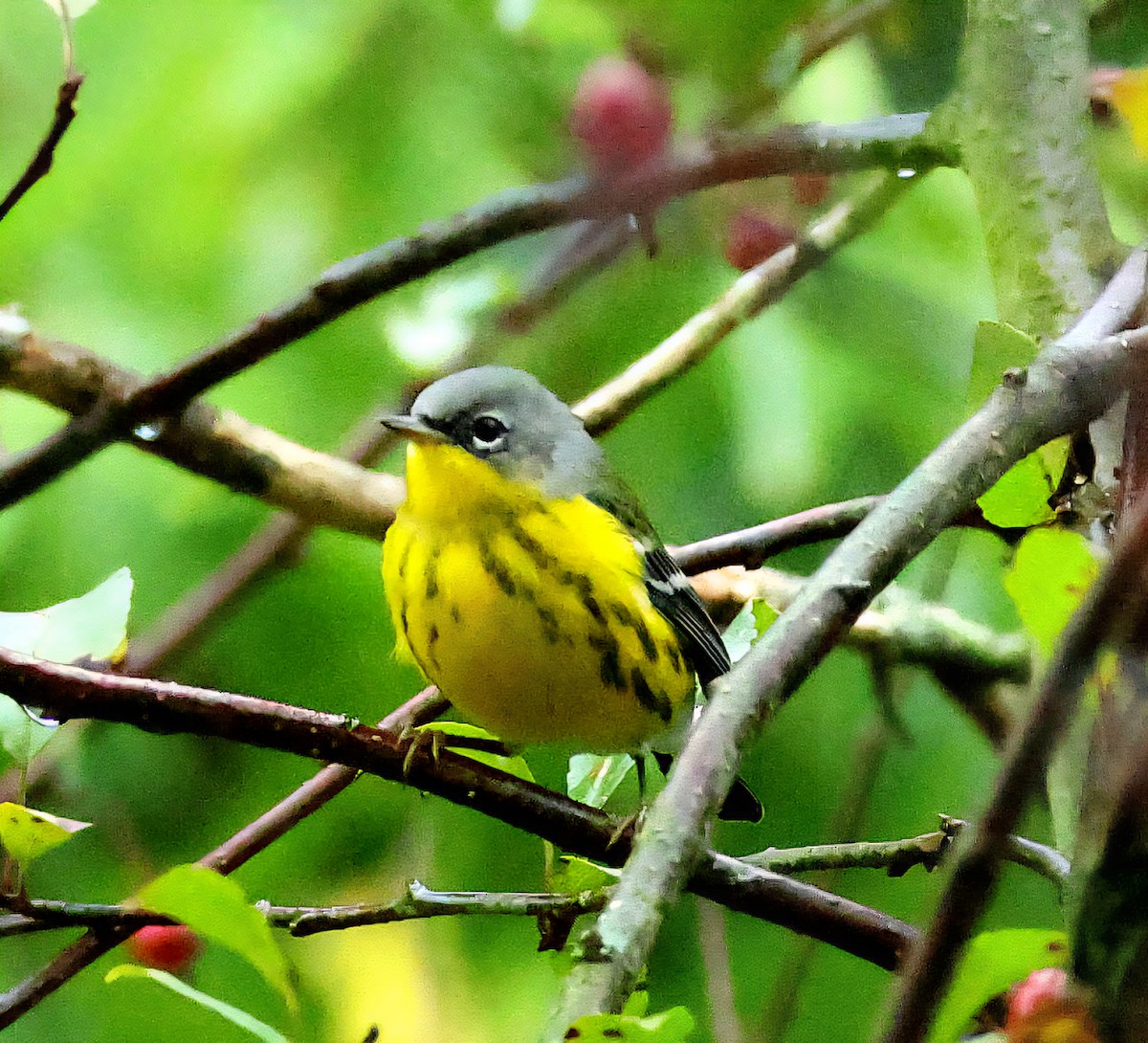 Magnolia Warbler - ML642456388