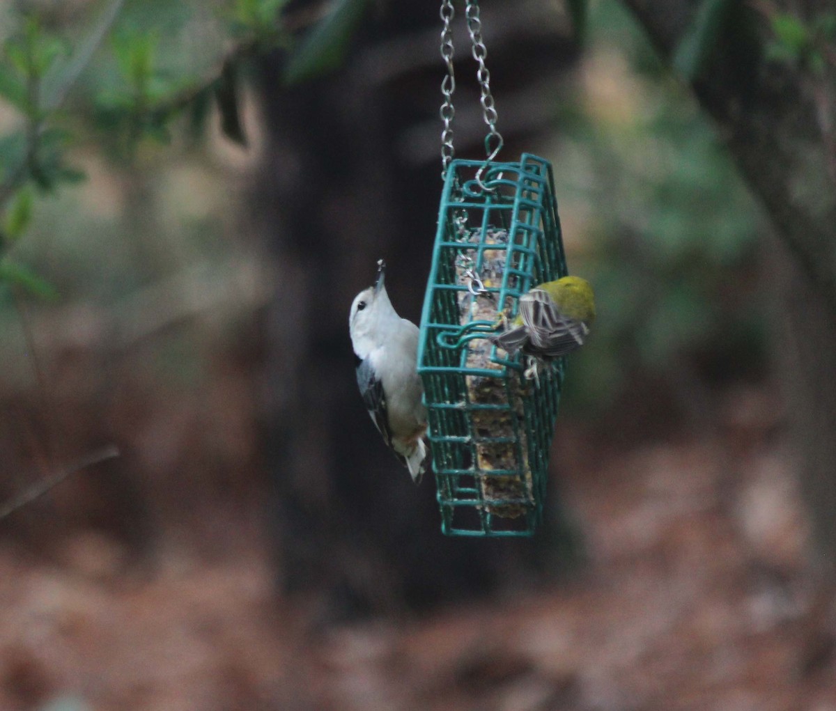 White-breasted Nuthatch - ML642456398
