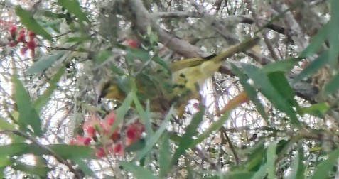 Yellow-tinted Honeyeater - ML642456421