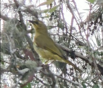 Yellow-tinted Honeyeater - ML642456422