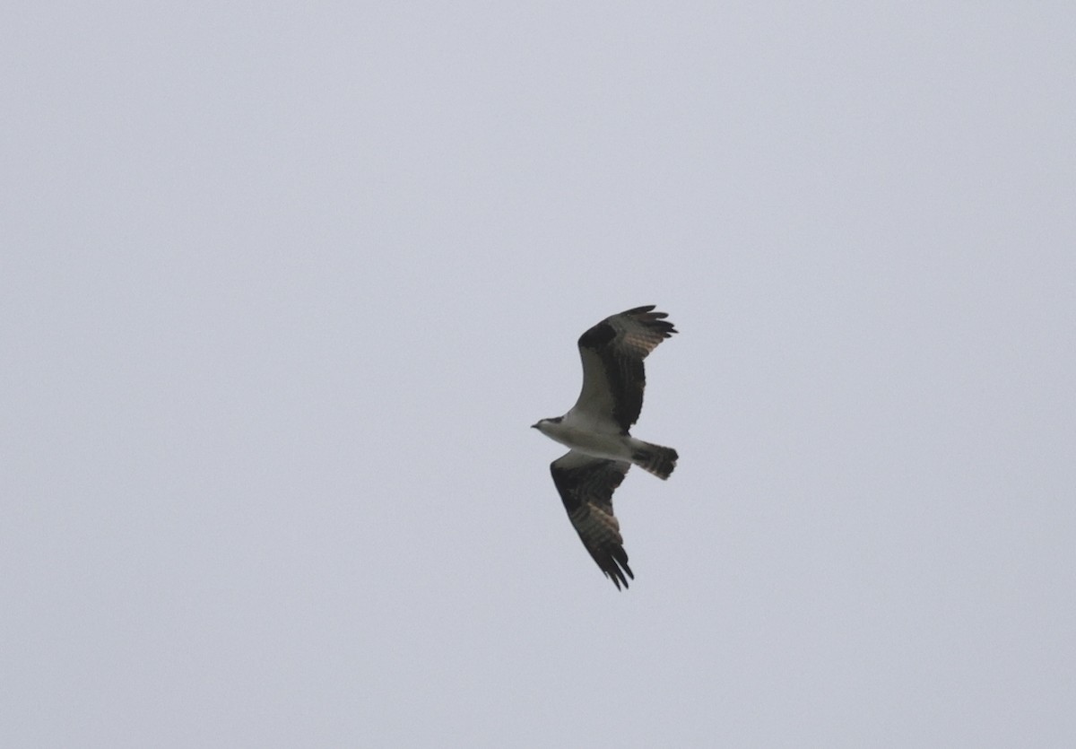 Águila Pescadora - ML642456445