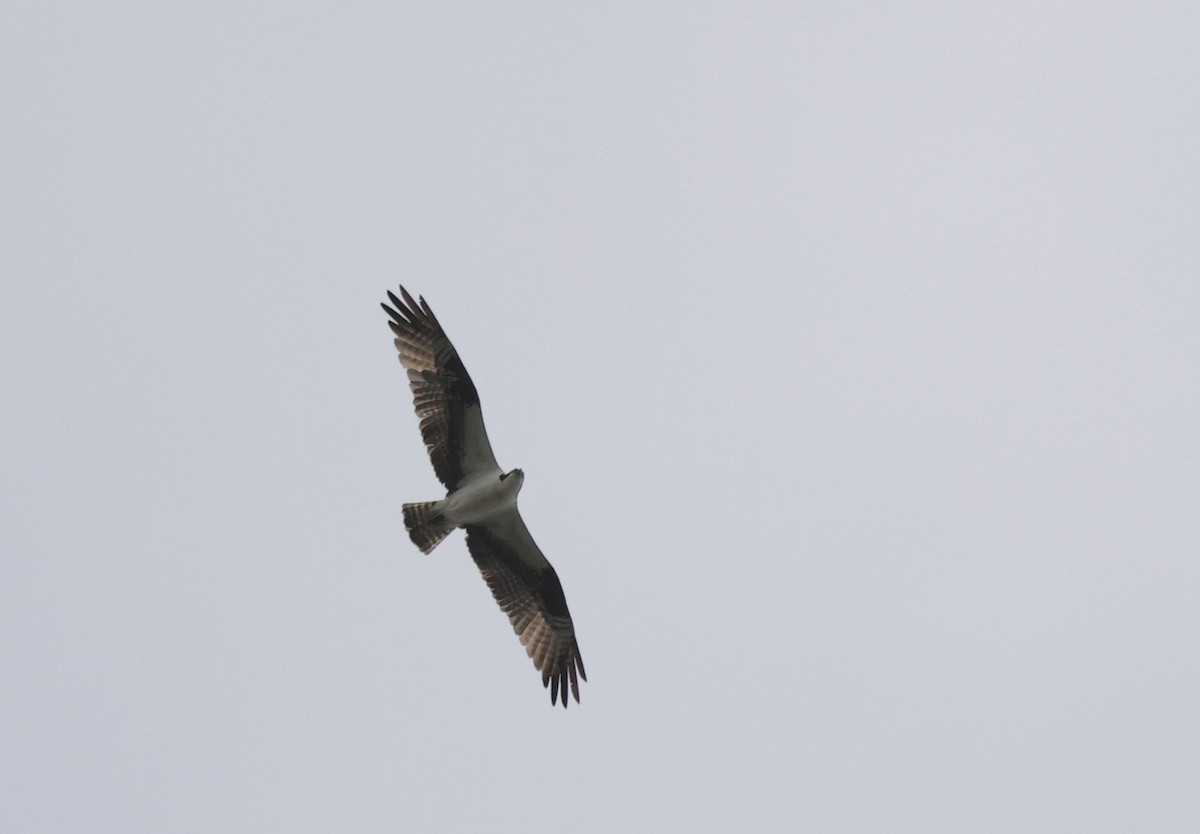 Águila Pescadora - ML642456446