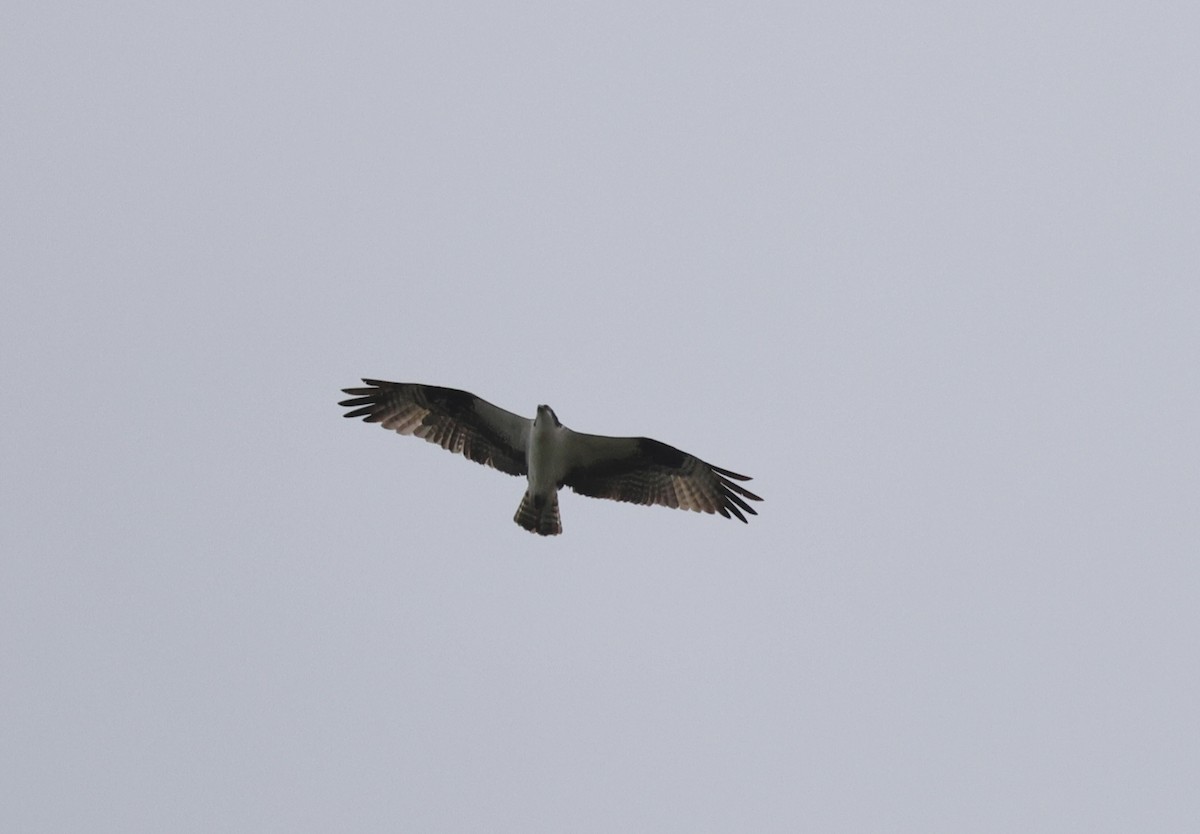 Águila Pescadora - ML642456447