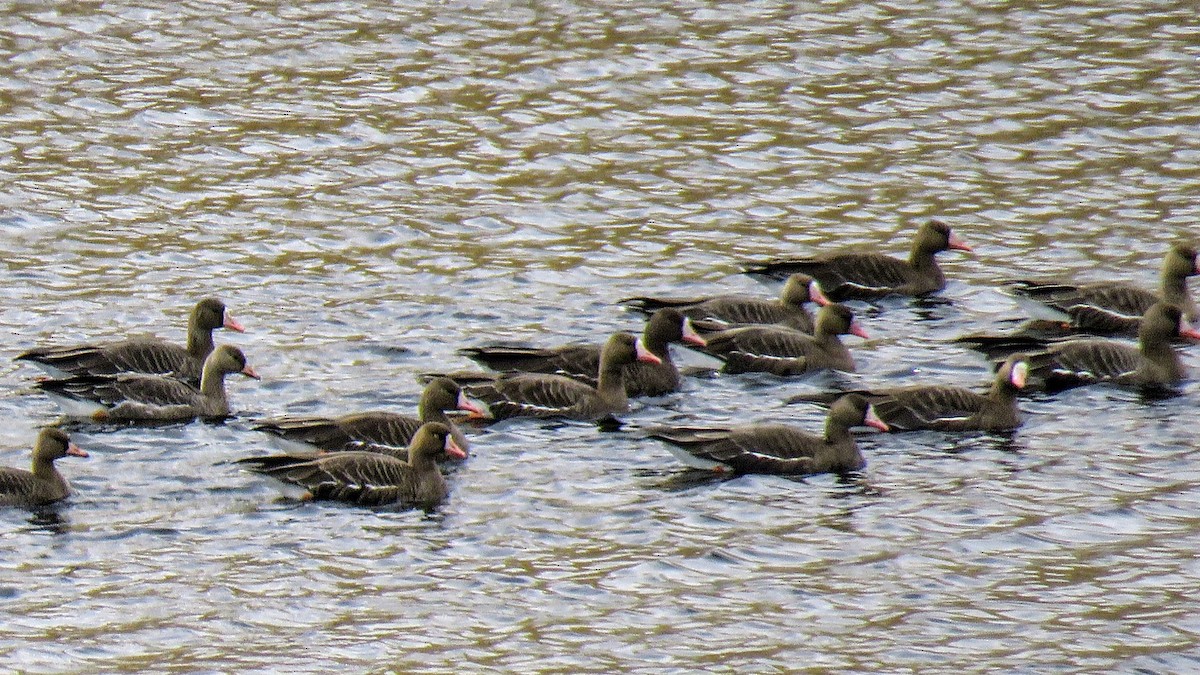 Greater White-fronted Goose - ML642456448