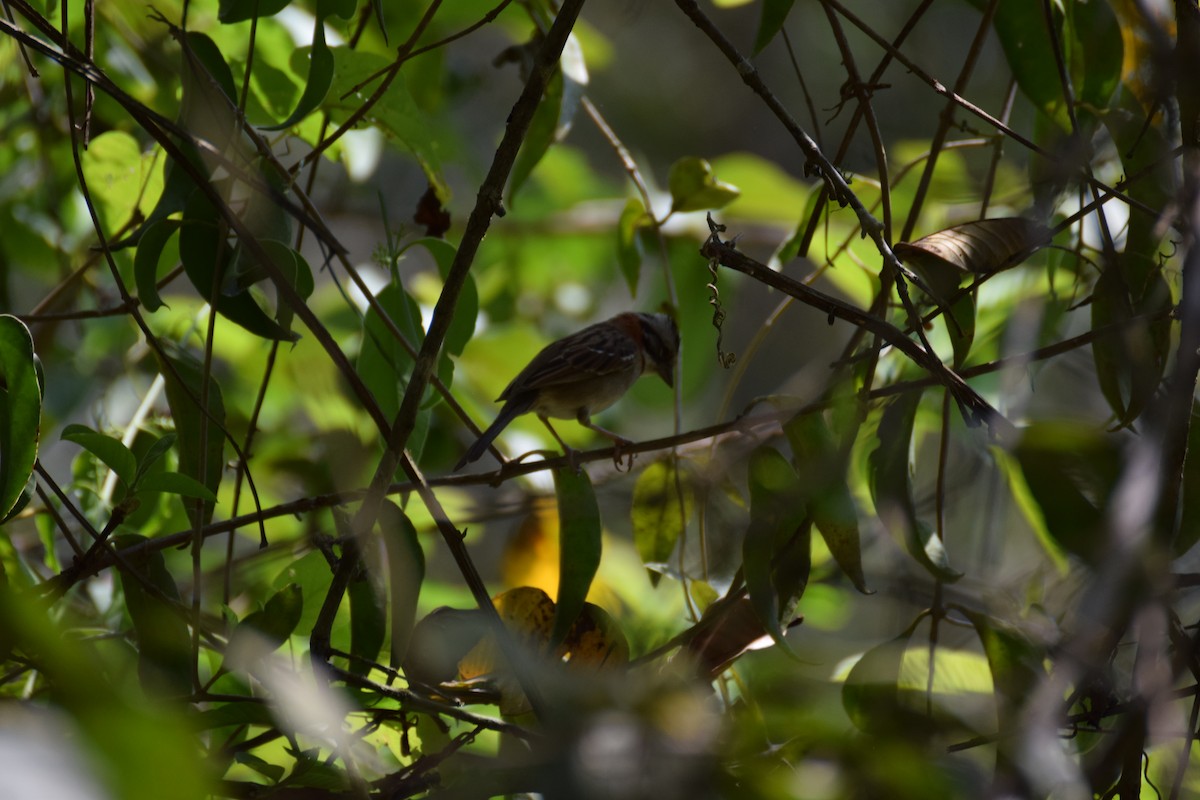 Rufous-collared Sparrow - ML642456473