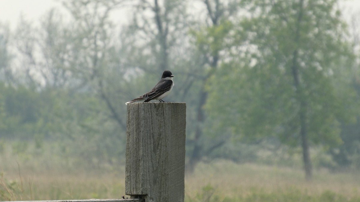 Eastern Kingbird - ML642456482
