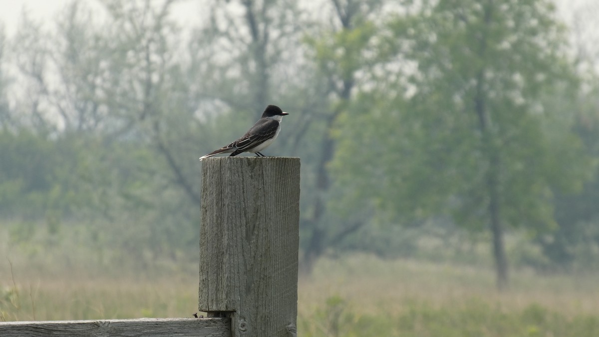 Eastern Kingbird - ML642456484
