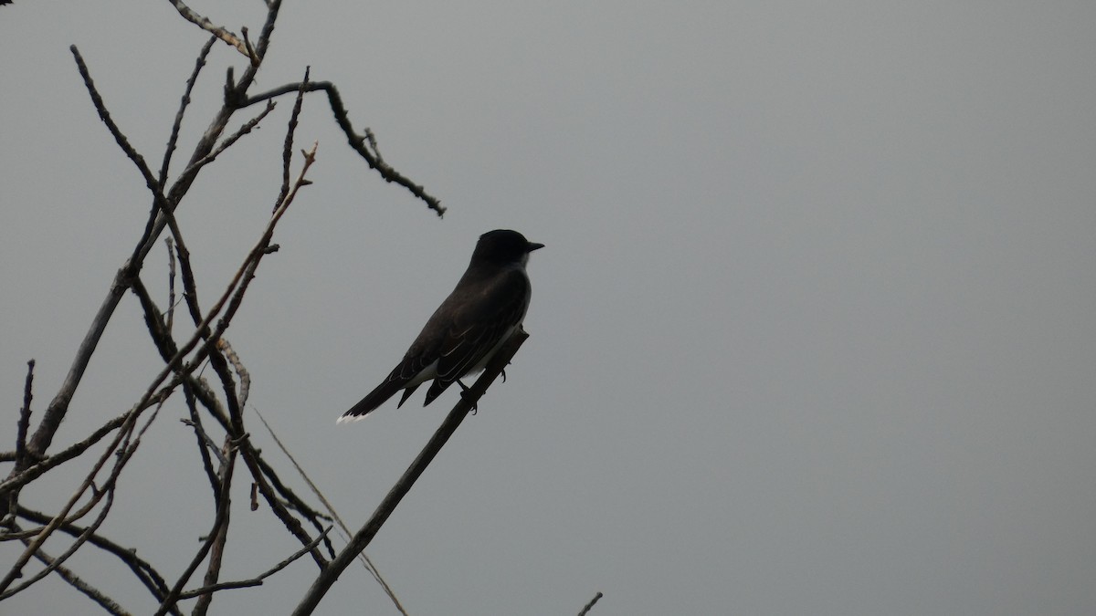 Eastern Kingbird - ML642456486