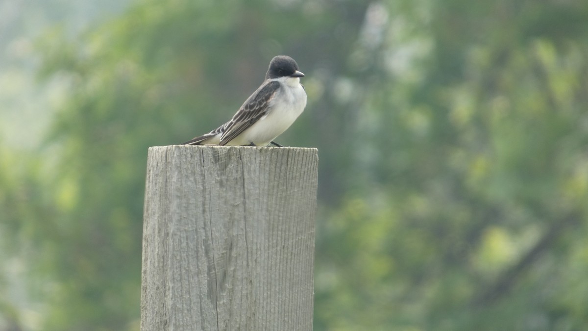 Eastern Kingbird - ML642456487