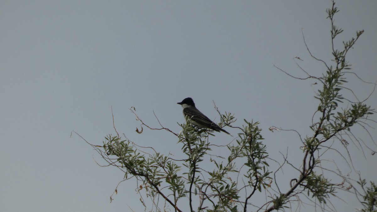 Eastern Kingbird - ML642456488