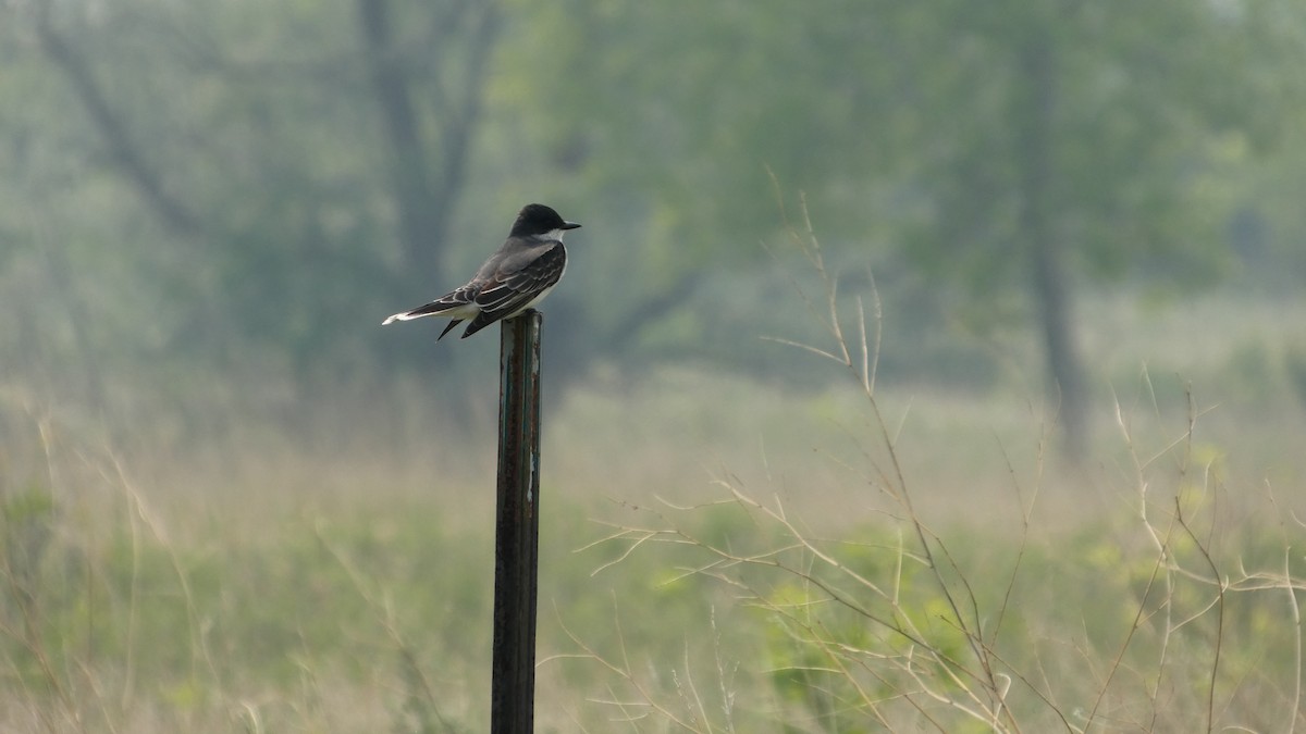 Eastern Kingbird - ML642456489