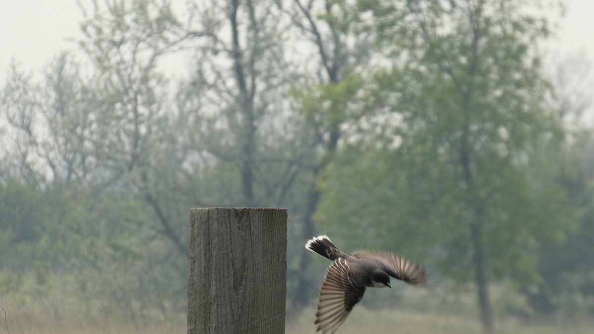 Eastern Kingbird - ML642456490