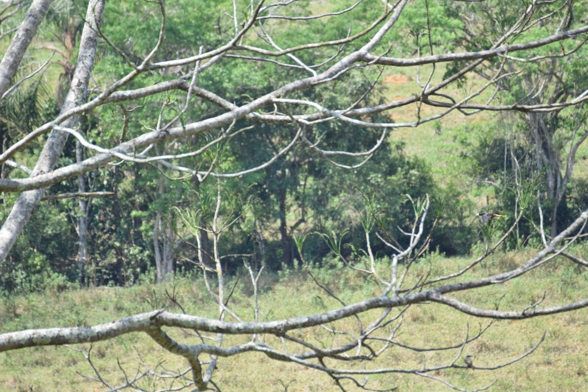 Crested Oropendola - ML642456492