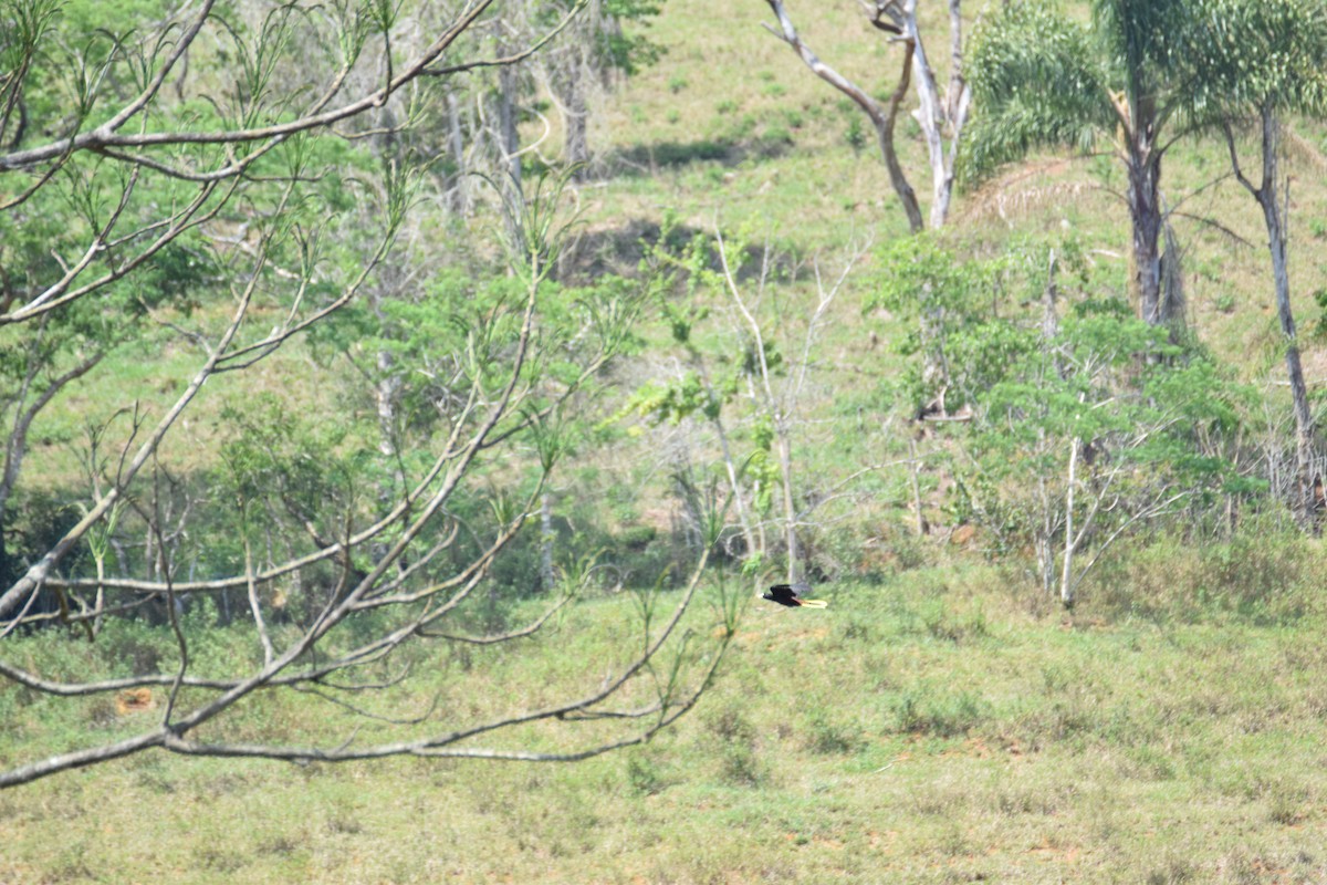 Crested Oropendola - ML642456493