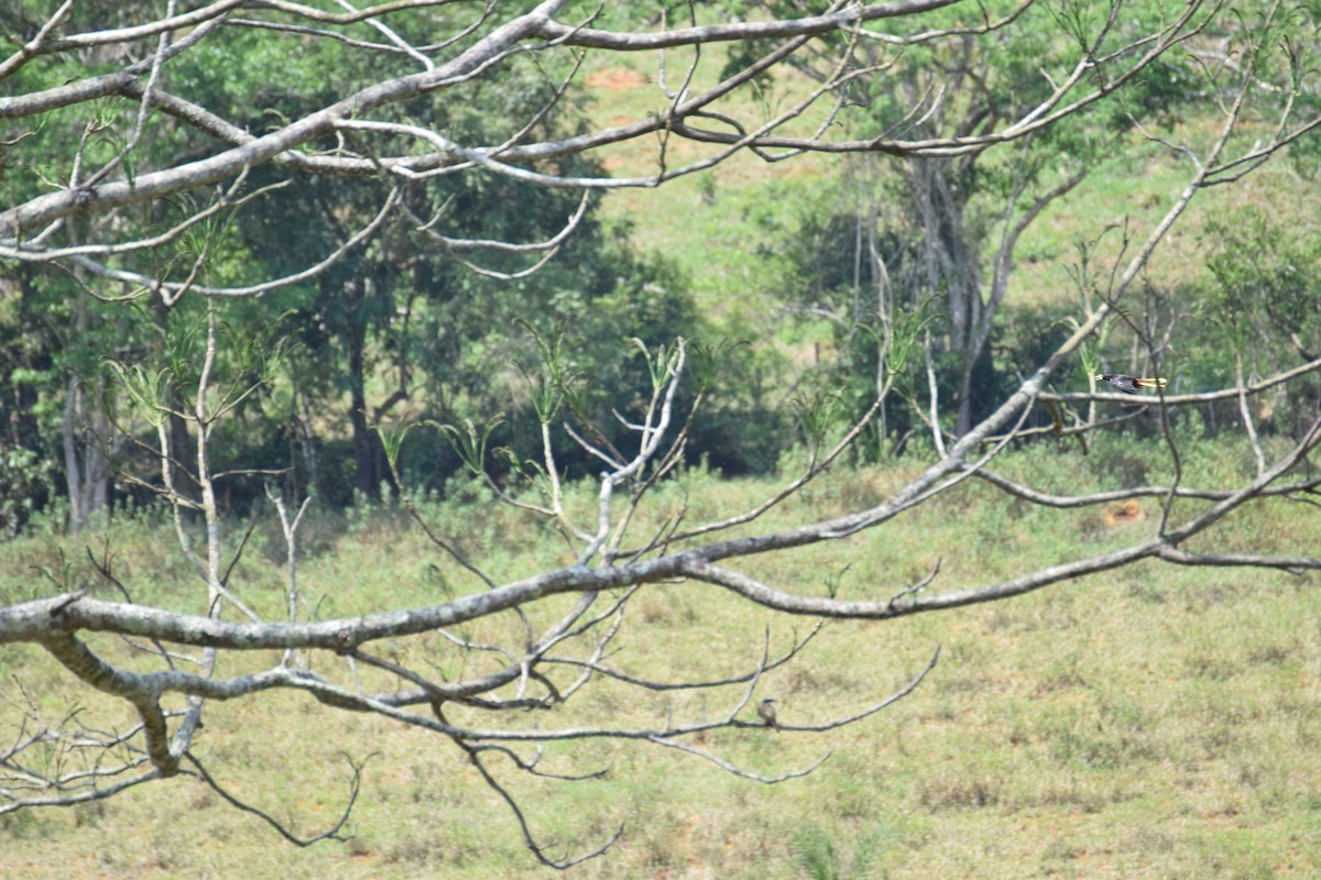 Crested Oropendola - ML642456494