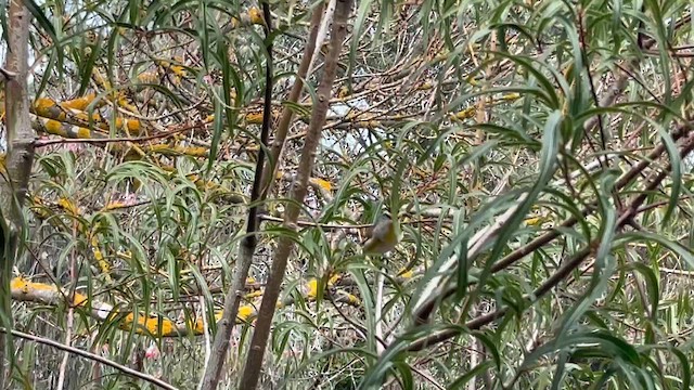 Striated Pardalote (Striated) - ML642456501
