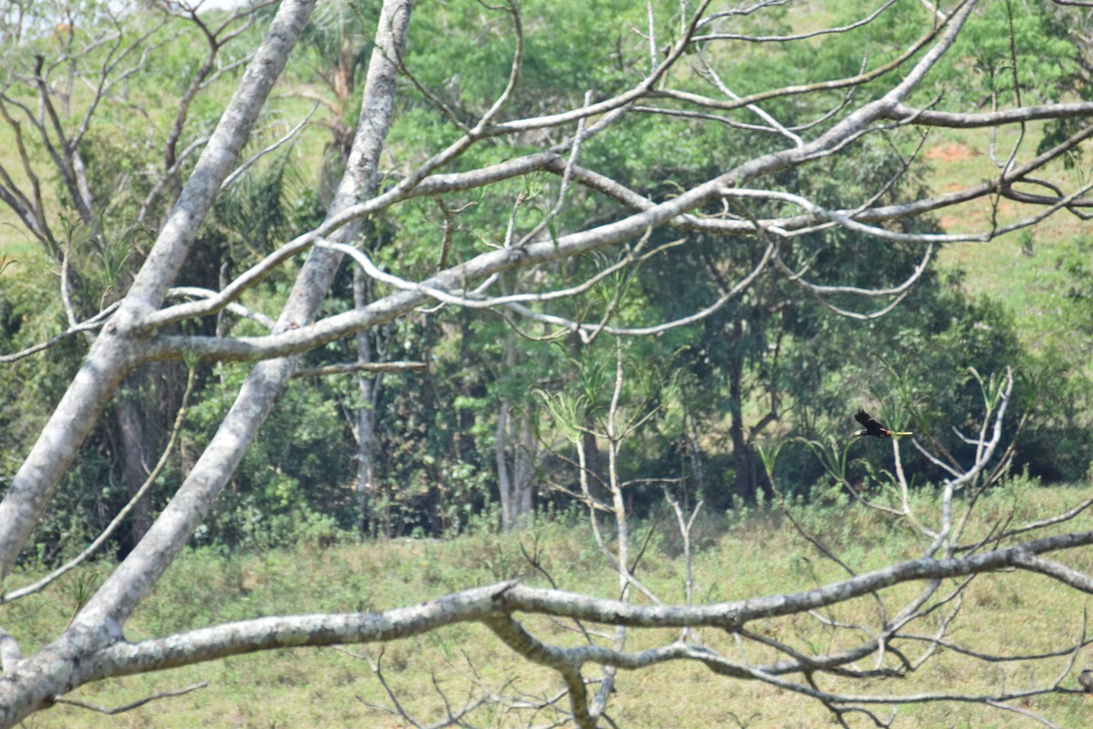 Crested Oropendola - ML642456503
